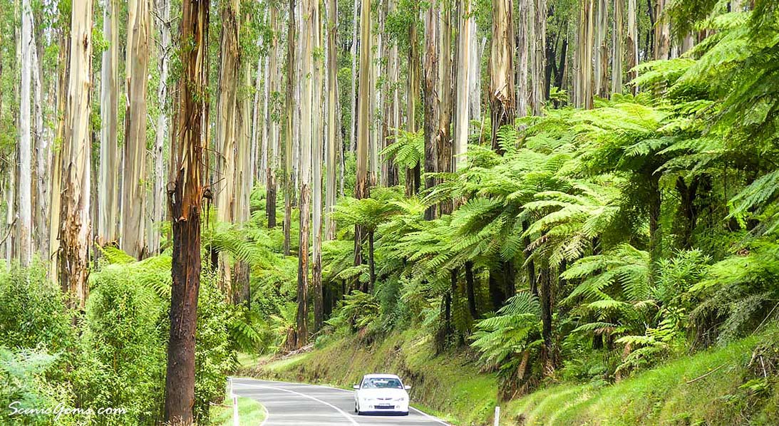Black Spur Drive in between Healesville and Marysville Victoria