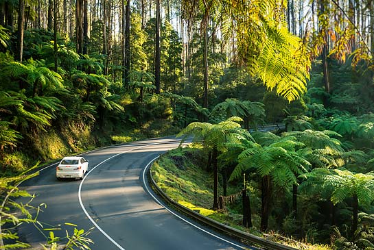 Black Spur Drive Photo of car driving along road Yarra Ranges National Park