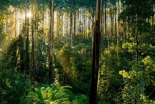 Black Spur Drive Photo of bushland Yarra Ranges National Park