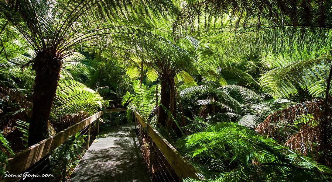 Rainforest Gallery Yarra Valley - Pathway and lush forest with many ferns