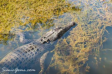 Saltwater Crocodile in it's natural environment at Yellow Water Billabong, Kakadu.