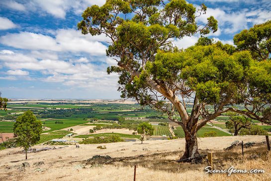 Scenic view from Mengler Hill, Barossa Valley, South Australia