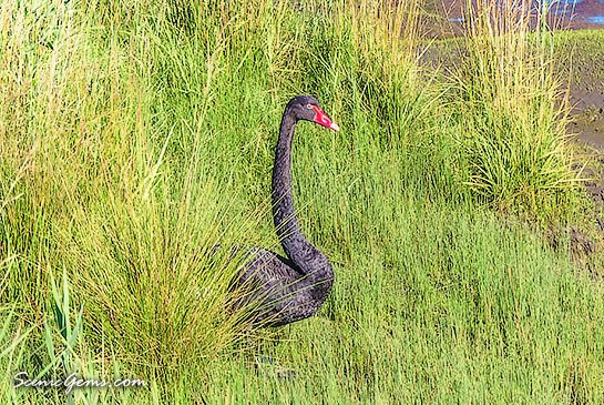Black swan on the riverbank at the Tamar Island Wetlands, Launceston, Tasmania