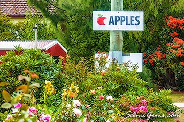 Apples for sale sign in the Huon Valley, Tasmania
