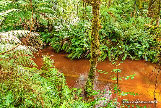 Botanical beauty along the creek to Hogarth Falls, Strahan, Tasmania, Australia