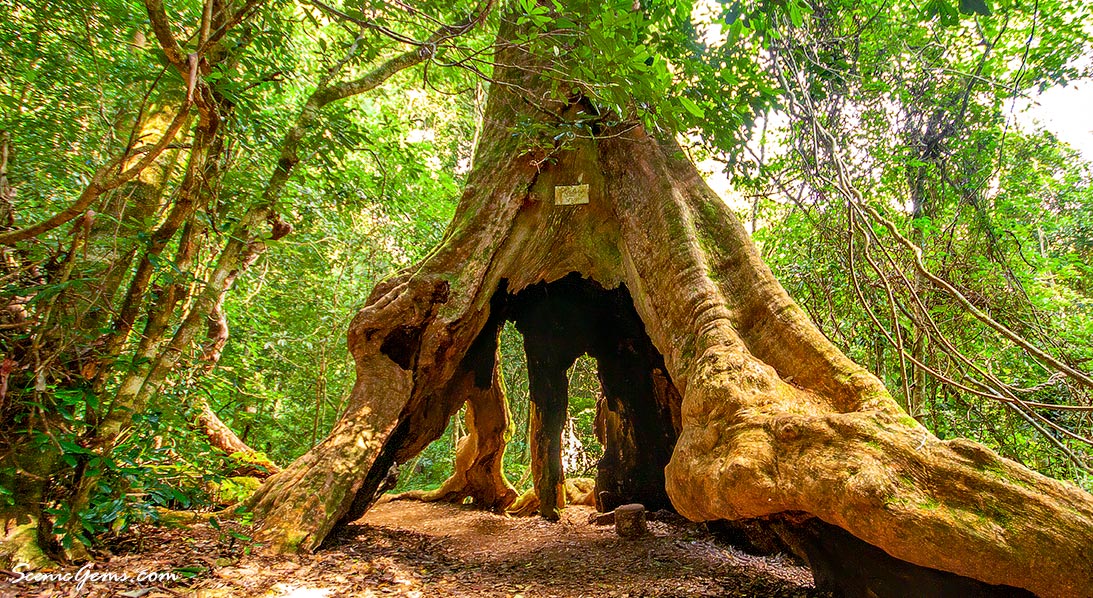 Ancient wishing tree, Micks tower trail, Lamington National Park, Queensland, Australia
