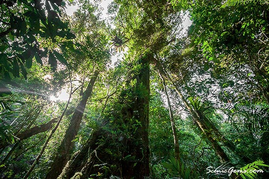 Stunning rainforests of Lamington National Park, Queensland, Australia