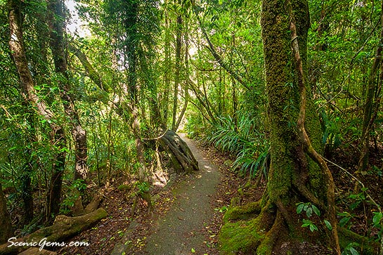 A beautiful subway walking road on a forest, Springbrook National Park, Queensland, Australia