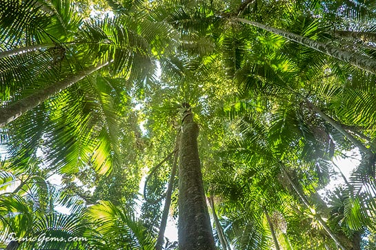 Lookout stunning rainforests of Springbrook National Park, Queensland, Australia