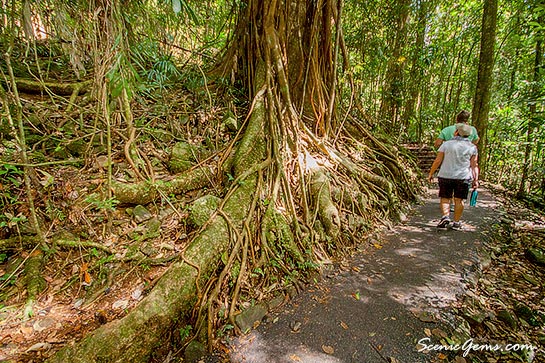 An ancient tree of a forest, Springbrook National Park, Queensland, Australia
