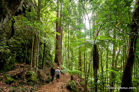 Tourists walking on the forest of Springbrook National Park, Queensland, Australia